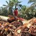 AS akan Larang Impor Minyak Sawit, Termasuk dari Indonesia. foto Ist