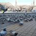 Cerita Sepasang Merpati Asal Jamaah Haji Indonesia di Balik Banyaknya Burung Dara di Mekah dan Madinah.   foto : zawiyahjakarta.or.id