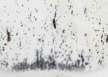 Kementerian Kesehatan (Kemenkes) akan menyebar nyamuk wolbachia secara nasional jika penyebaran di lima kota berhasil menekan penyakit demam berdarah dengue (DBD). (AP/Jaime Saldarriaga)